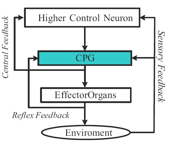 Central Pattern Generator Walking Robot | central pattern generators central pattern generator neurons Central Pattern Generator Walking Robot | central pattern generators central pattern generator neurons